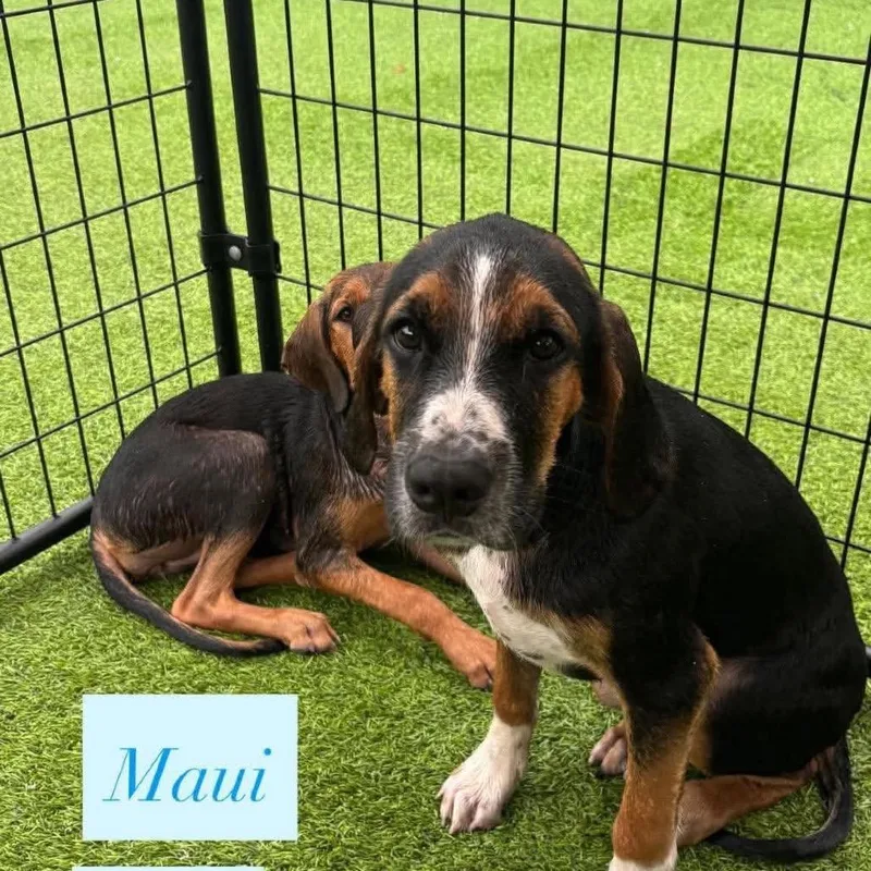 Maui