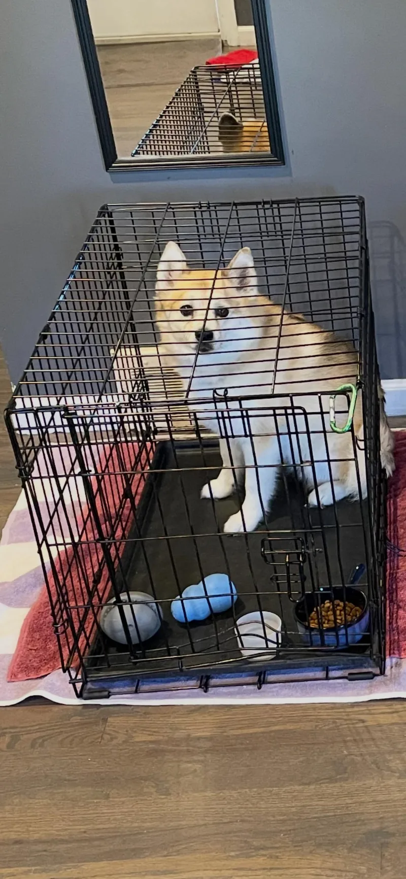 An adult medium-sized female Pomsky dog named Flurry for adoption in Armada, MI