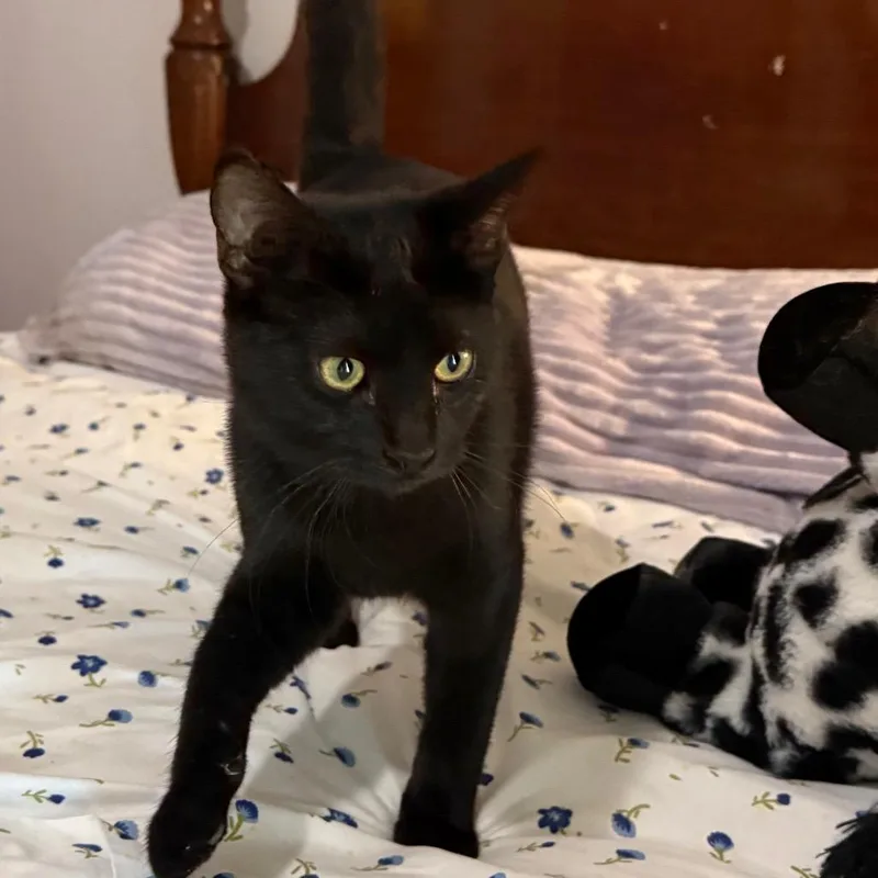 A baby small-sized male Black Domestic Short Hair cat named Knight for adoption in Daphne, AL