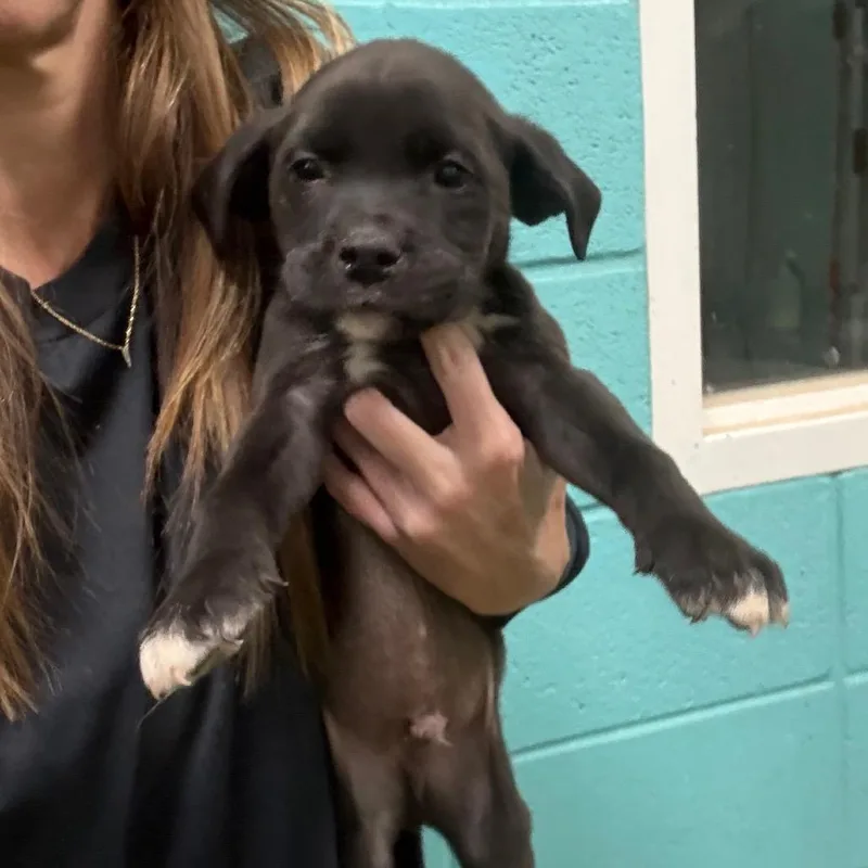 A baby small-sized male Black Mixed Breed dog named Morris for adoption in Saint Louis, MO