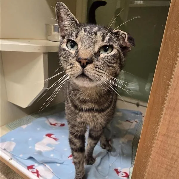 A senior medium-sized male Tabby (Brown / Chocolate) Domestic Short Hair cat named Rookie for adoption in Prince Frederick, MD