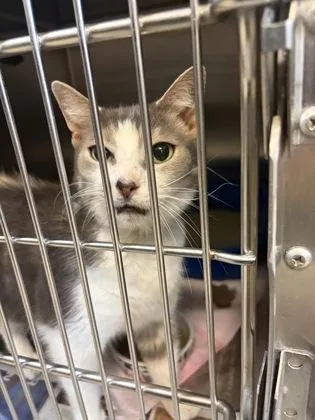 An adult small-sized male Domestic Short Hair cat named Gatsby for adoption in West Chester, PA