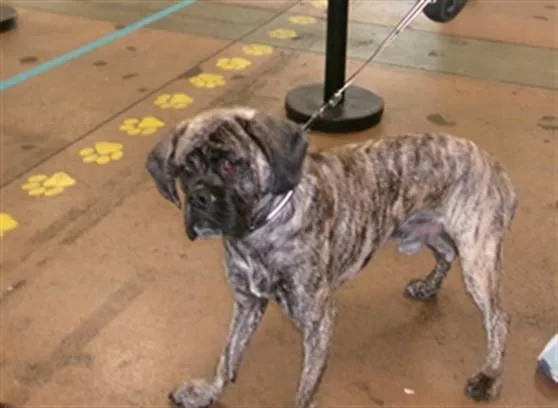 A young small-sized male Pug dog named Tuby for adoption in Van Nuys, CA