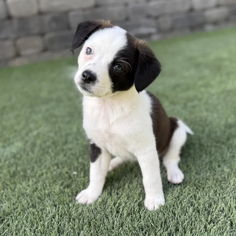 A baby small-sized female White / Cream Pomeranian dog named Meadow for adoption in San Diego, CA