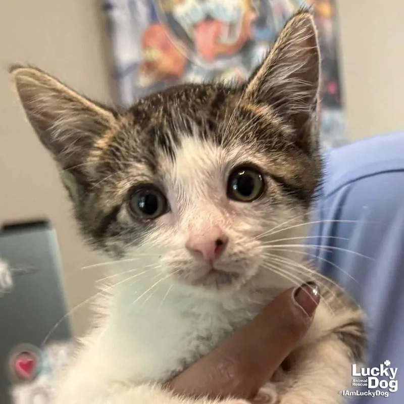 A baby medium-sized female Domestic Short Hair cat named Pinsy for adoption in Washington, DC