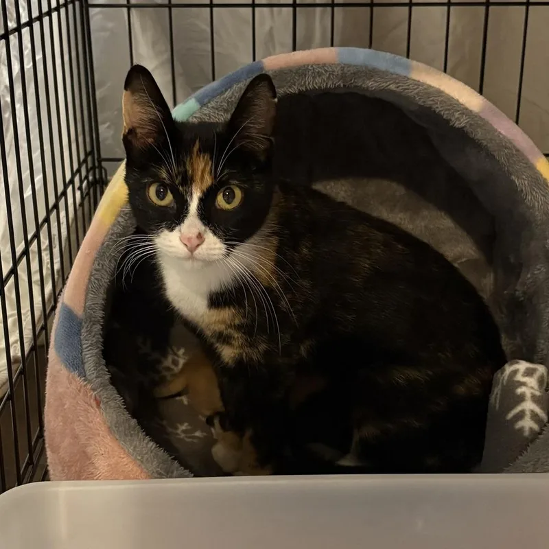 A young small-sized female Black & White / Tuxedo Domestic Short Hair cat named Bonne Maman for adoption in Chicago, IL