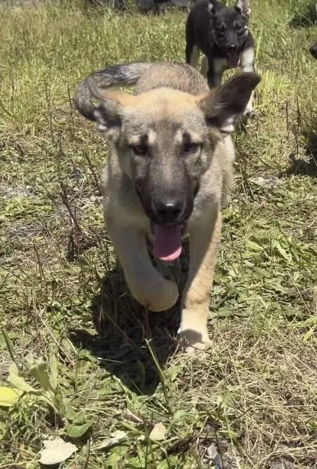 A young large-sized male German Shepherd Dog dog named Evers for adoption in Seattle, WA