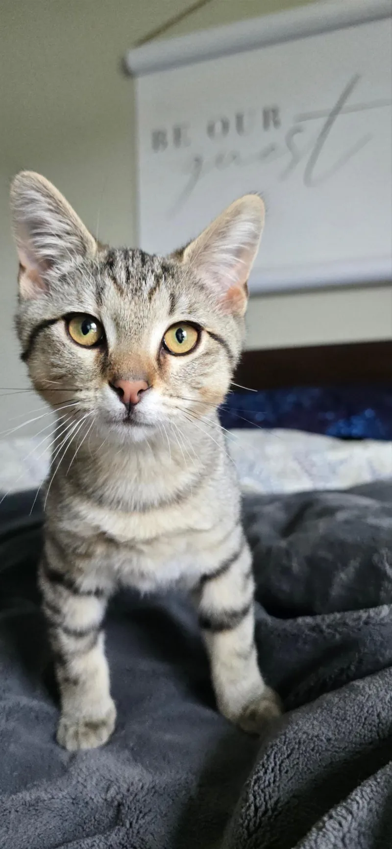 A baby medium-sized male Tabby (Brown / Chocolate) Domestic Short Hair cat named Gravy for adoption in Murfreesboro, TN