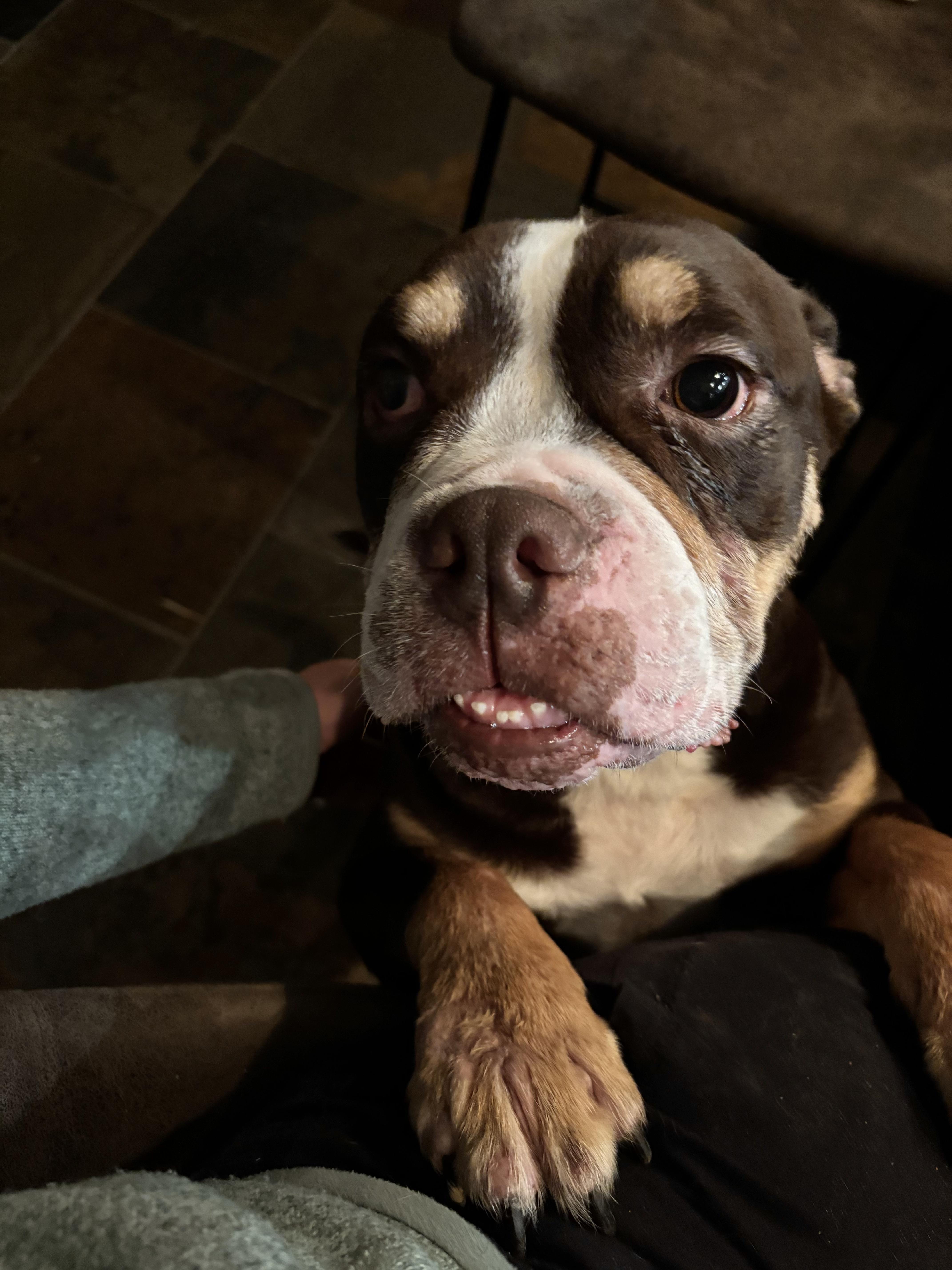 An adult medium-sized male Tricolor (Brown, Black, & White) American Bully dog named Moose for adoption in Athens, TX