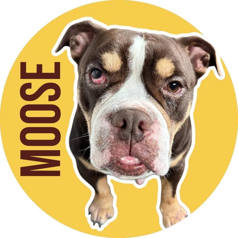 Moose thumbnail 4