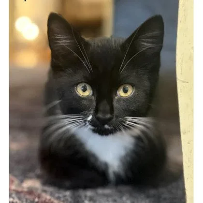 A young medium-sized male Domestic Short Hair cat named Hank Wayside needs for adoption in Hudson, MA