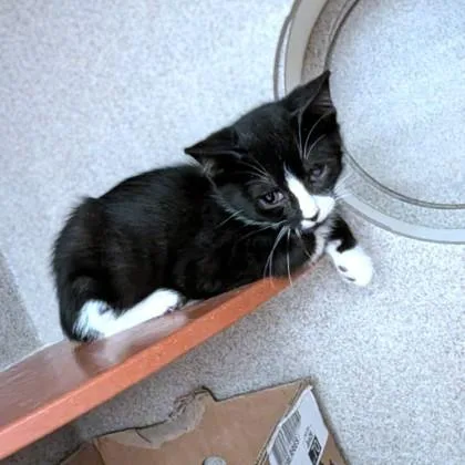 A baby small-sized male Domestic Short Hair cat named Obie for adoption in Washington, DC