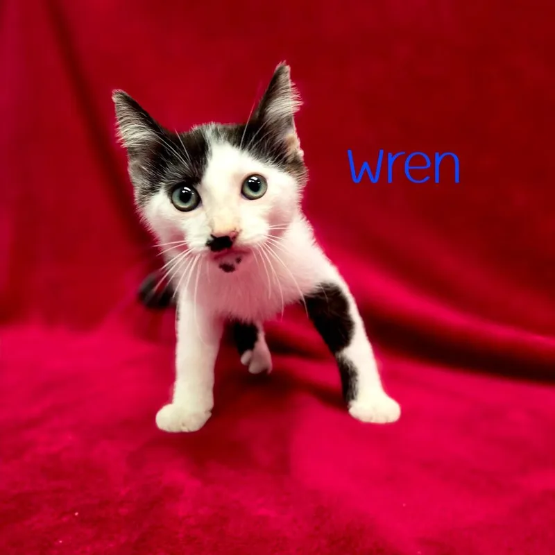 A baby small-sized male Black Domestic Short Hair cat named Wren for adoption in Parkersburg, WV