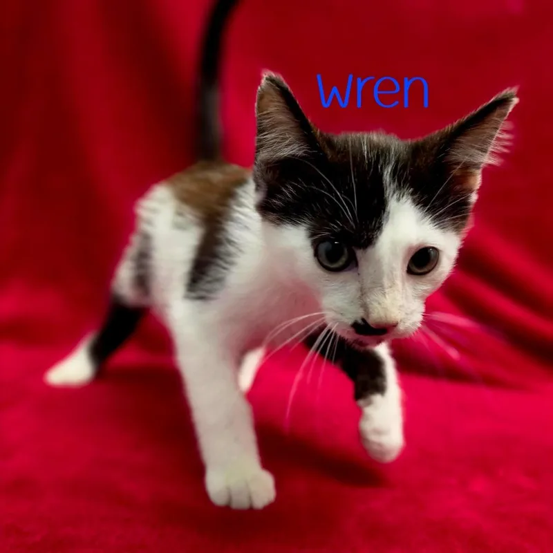 Wren thumbnail 2