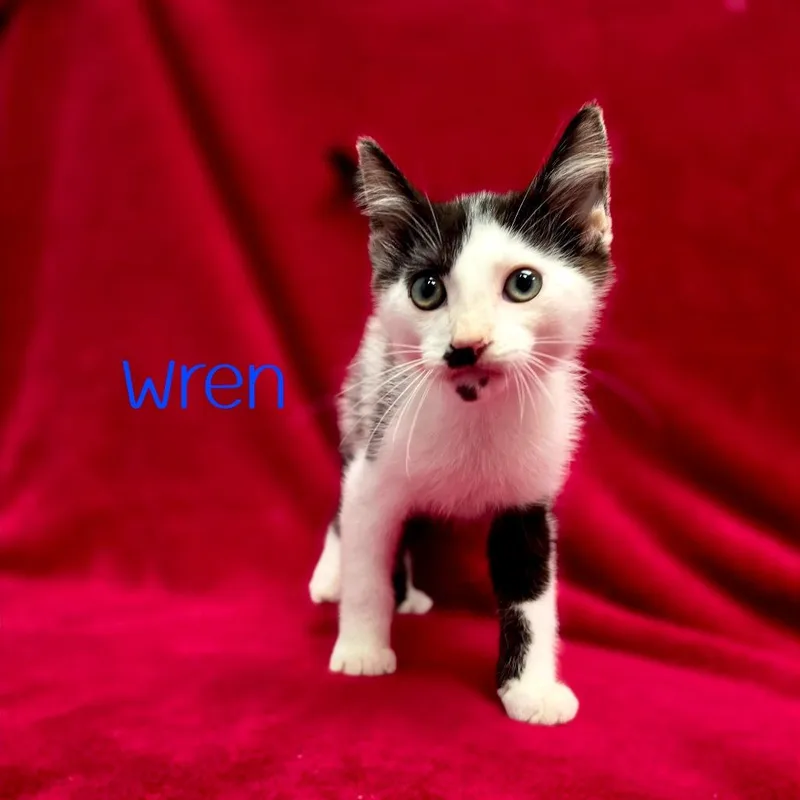 Wren thumbnail 3