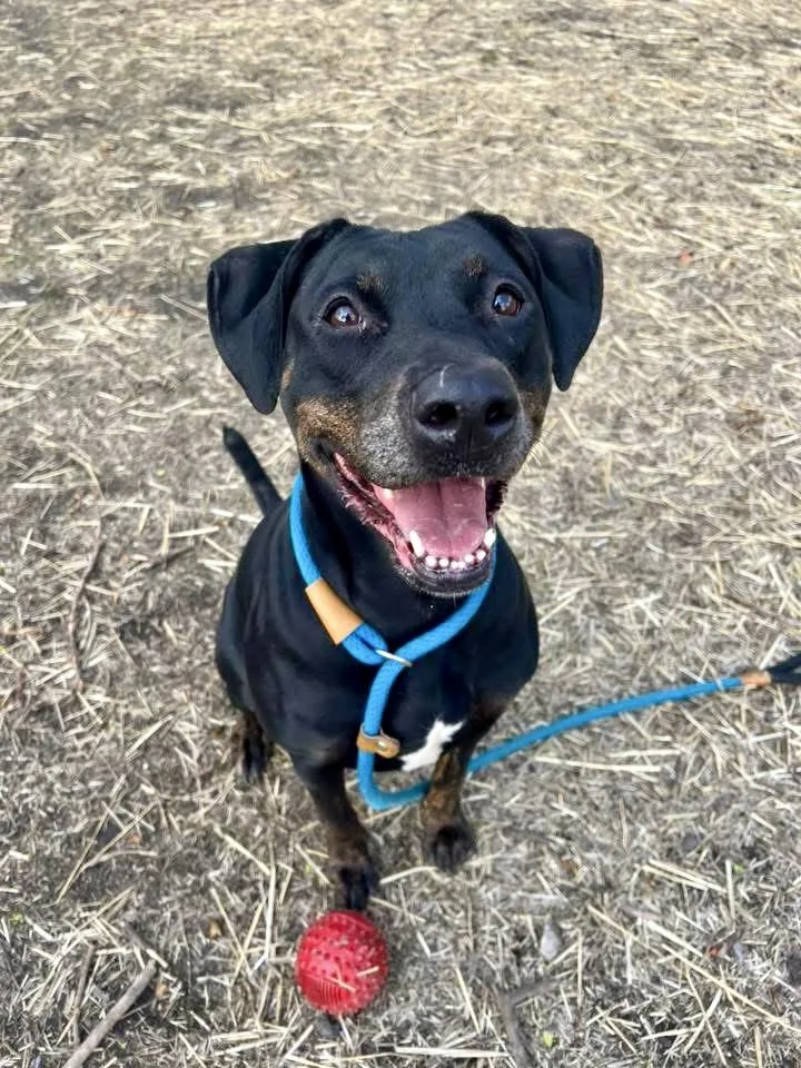 A senior medium-sized female Black Doberman Pinscher dog named Zuma for adoption in Chicago, IL