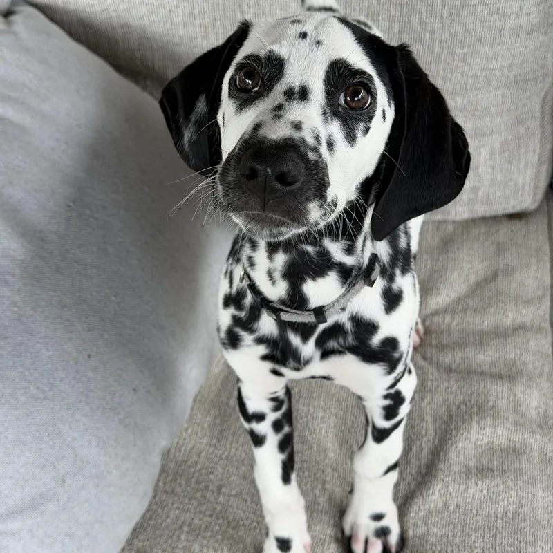 A baby medium-sized male Dalmatian dog named Pearce for adoption in Colleyville, TX