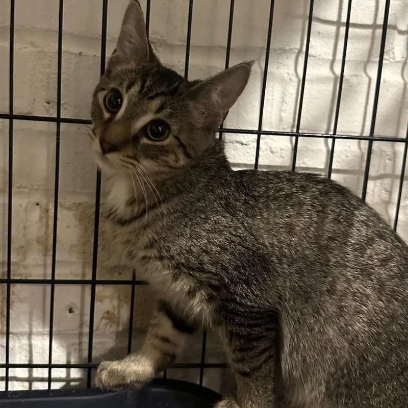 A baby medium-sized male Brown / Chocolate Domestic Short Hair cat named Bean for adoption in Mount Laurel, NJ