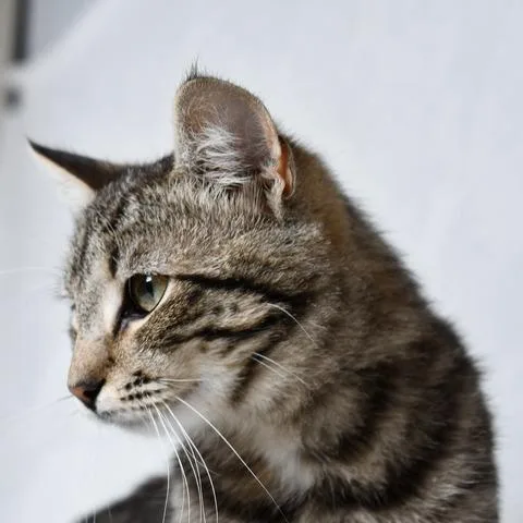 A young medium-sized male Brown / Chocolate Domestic Short Hair cat named Stitch for adoption in Johnson City, TN