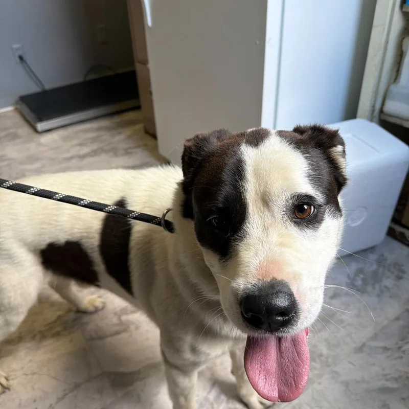 An adult medium-sized male White / Cream Mixed Breed dog named Wishbone for adoption in Oak Hill, WV