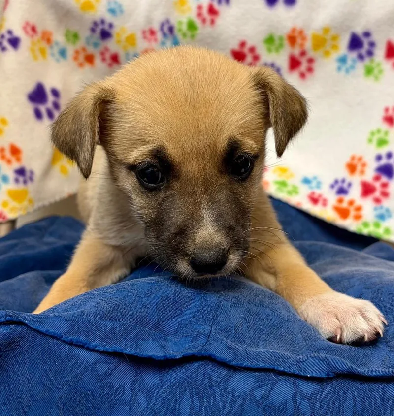 A baby medium-sized female Shepherd dog named Snowy for adoption in Clinton, SC