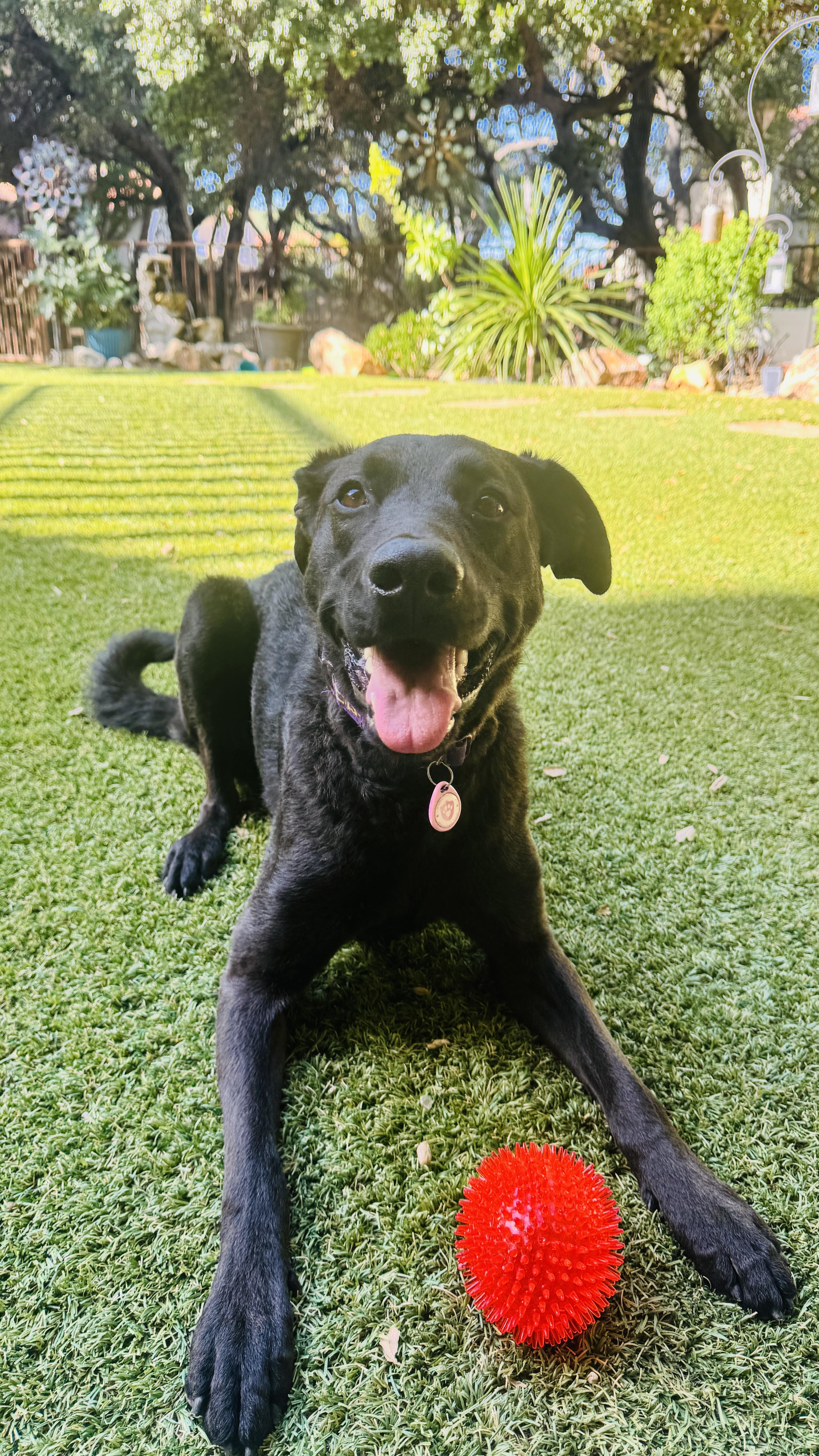An adult large-sized female German Shepherd Dog dog named Willow for adoption in Agua Dulce, CA