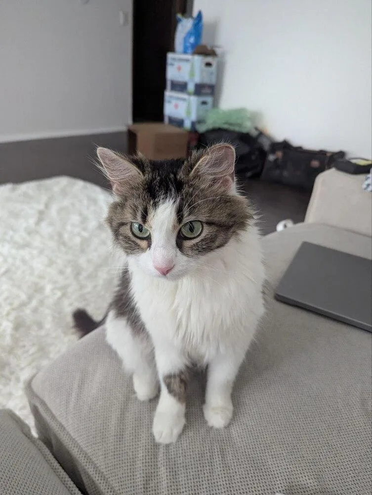 A young small-sized female Black & White / Tuxedo Domestic Long Hair cat named Dora for adoption in Chicago, IL