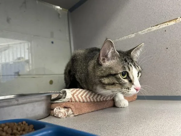 An adult large-sized male Domestic Short Hair cat named Tommy for adoption in Salt Lake City, UT