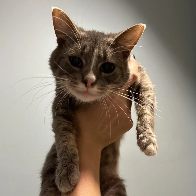 An adult small-sized male Gray / Blue / Silver Domestic Medium Hair cat named Marriott for adoption in Chattanooga, TN
