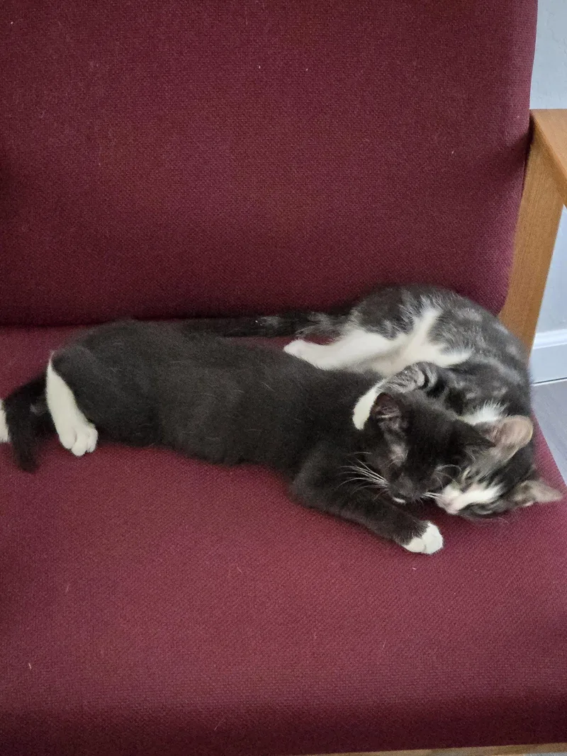 A young medium-sized male Black & White / Tuxedo Domestic Short Hair cat named Nyx for adoption in Davis, CA