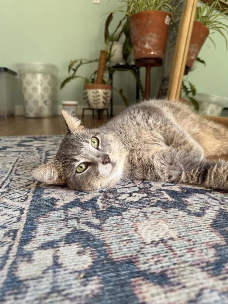 Leonidas thumbnail 2