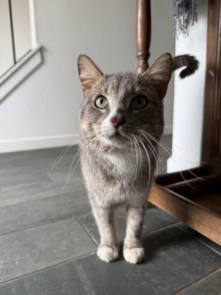 Leonidas thumbnail 3