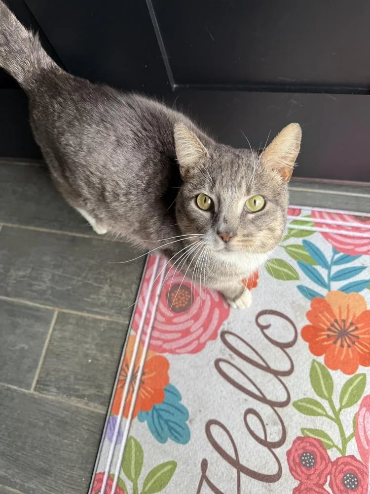 Leonidas thumbnail 4