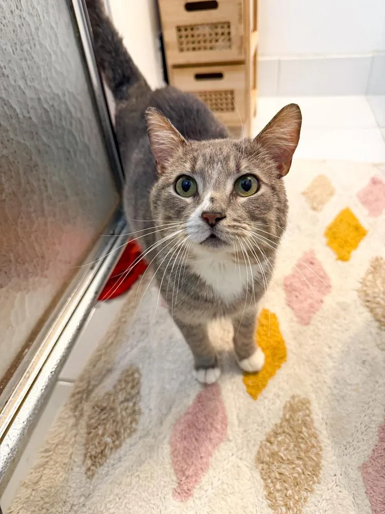 Leonidas thumbnail 5