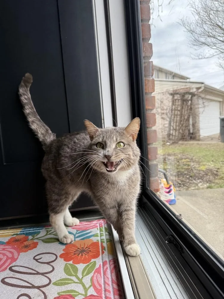 Leonidas thumbnail 6