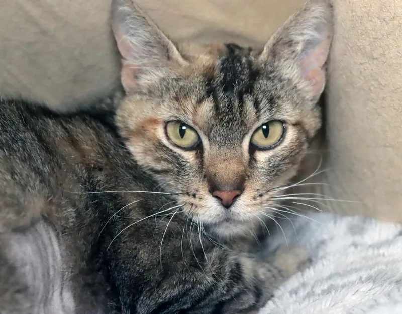 An adult large-sized female Brown / Chocolate Domestic Short Hair cat named Eileen for adoption in Vancouver, WA