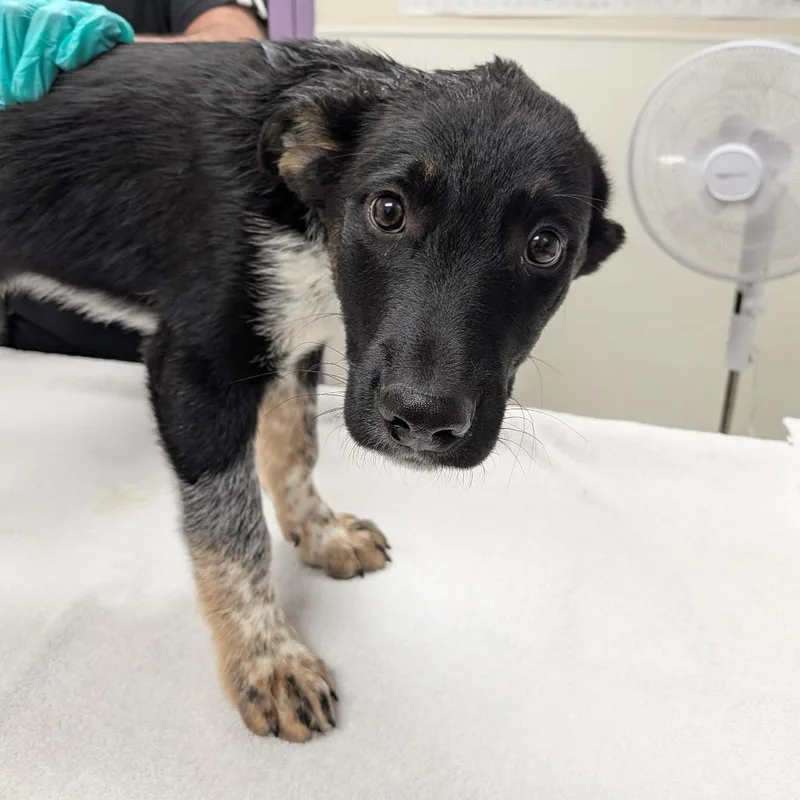 A baby small-sized male Shepherd dog named Festus for adoption in Albuquerque, NM
