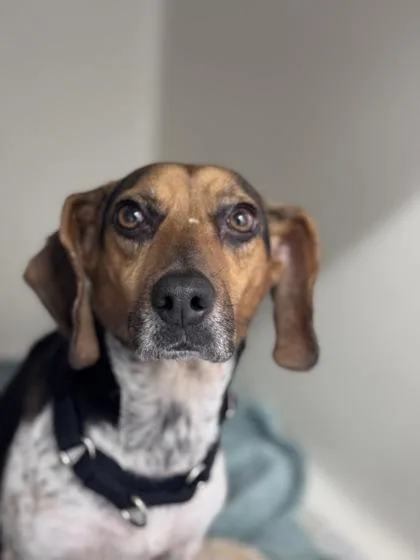 An adult small-sized female Mixed Breed dog named Bambi for adoption in West Chester, PA