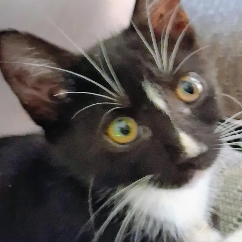 A baby small-sized male Black Domestic Short Hair cat named Maxwell for adoption in White, GA