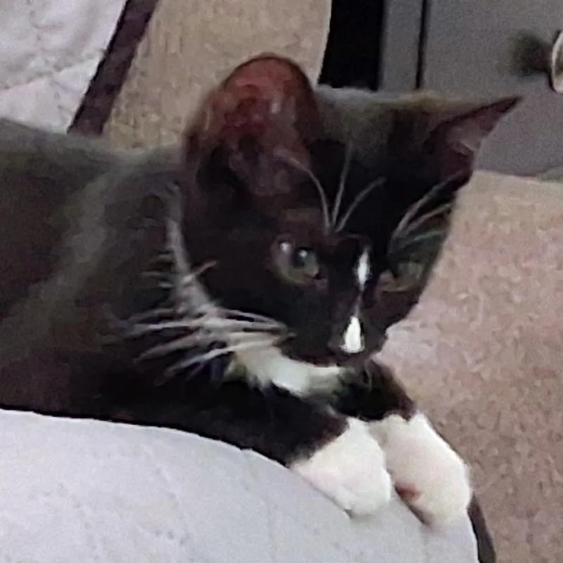 Maxwell thumbnail 2