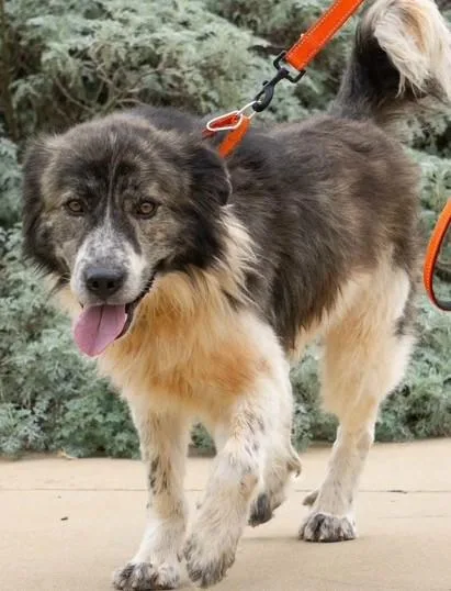 A young large-sized male White / Cream Great Pyrenees dog named Hank for adoption in Newfoundland, PA