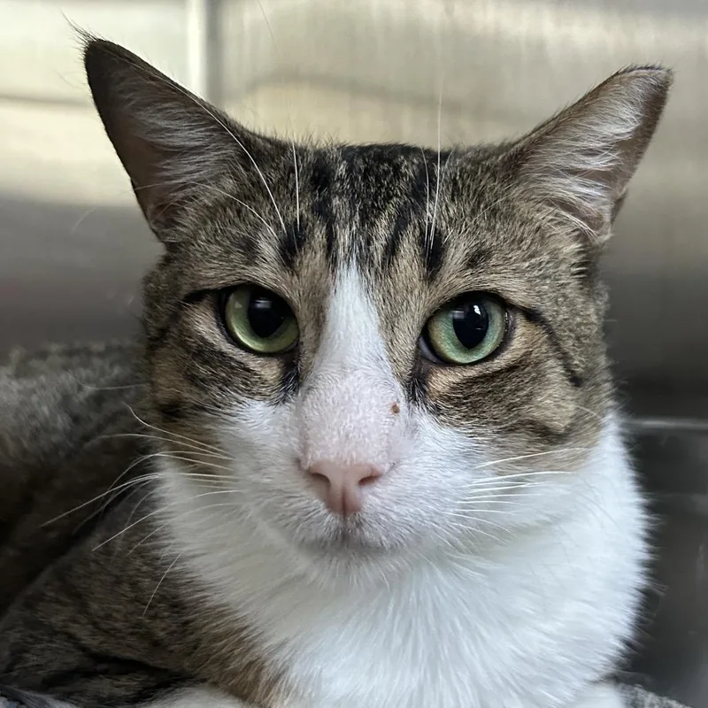 An adult large-sized male White Domestic Short Hair cat named Rupert From Family Guy for adoption in Austin, TX