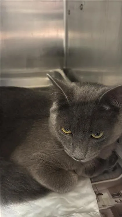 An adult small-sized male Domestic Short Hair cat named Smokey for adoption in Largo, FL