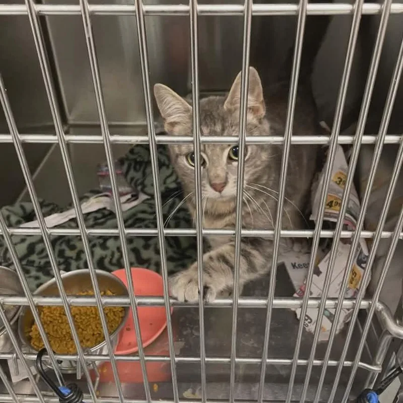 A young small-sized male Gray / Blue / Silver Domestic Short Hair cat named Peter In Halethorpe  for adoption in Alexandria, VA