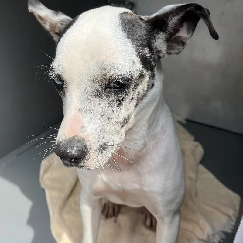 A young medium-sized male White / Cream Mixed Breed dog named Louie for adoption in Greensboro, NC