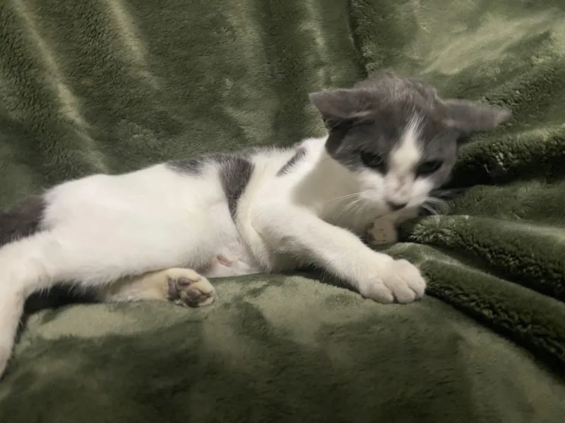 A young small-sized female White Domestic Short Hair cat named Becky for adoption in Waveland, IN