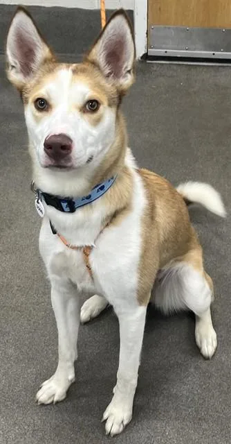 A young medium-sized female Siberian Husky dog named Raina for adoption in Upper Marlboro, MD
