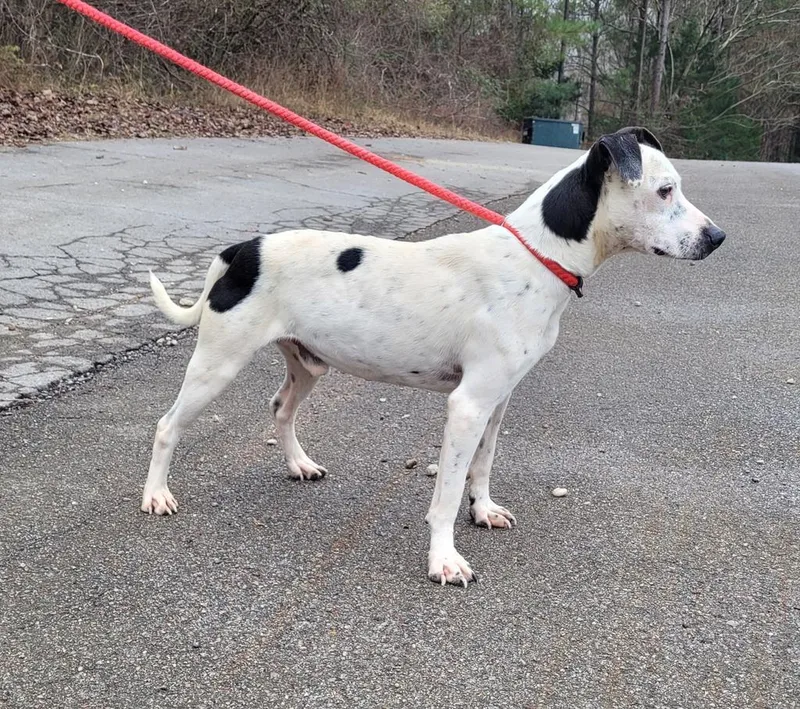 A young small-sized male Mixed Breed dog named Patches for adoption in Lawrenceburg, TN