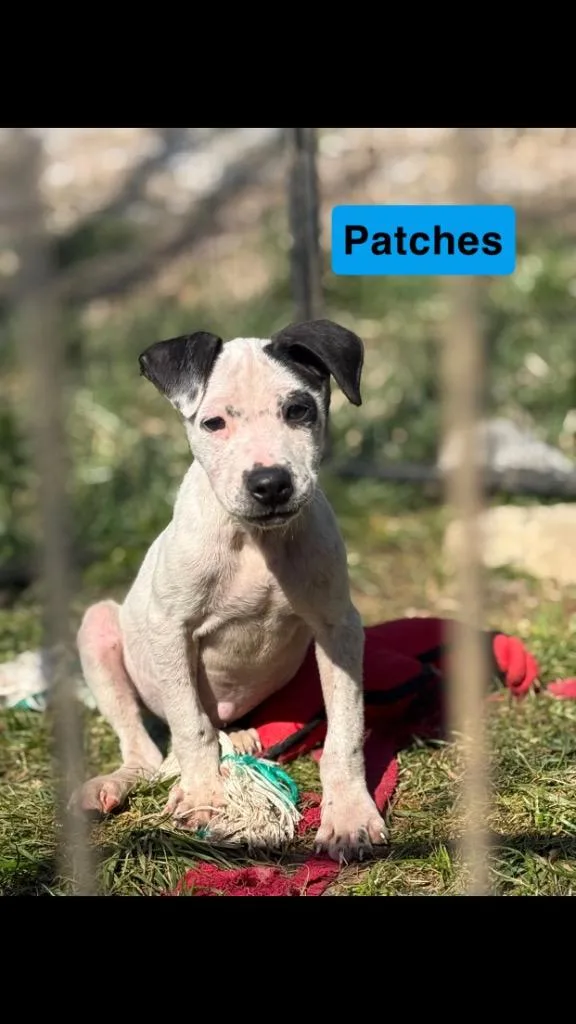 Patches thumbnail 5