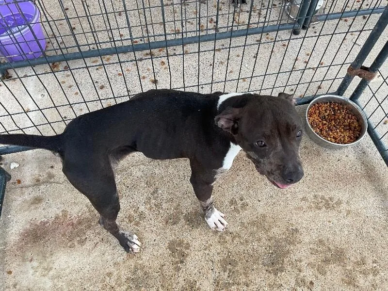 An adult medium-sized female American Bulldog dog named Storm for adoption in Paris , TN